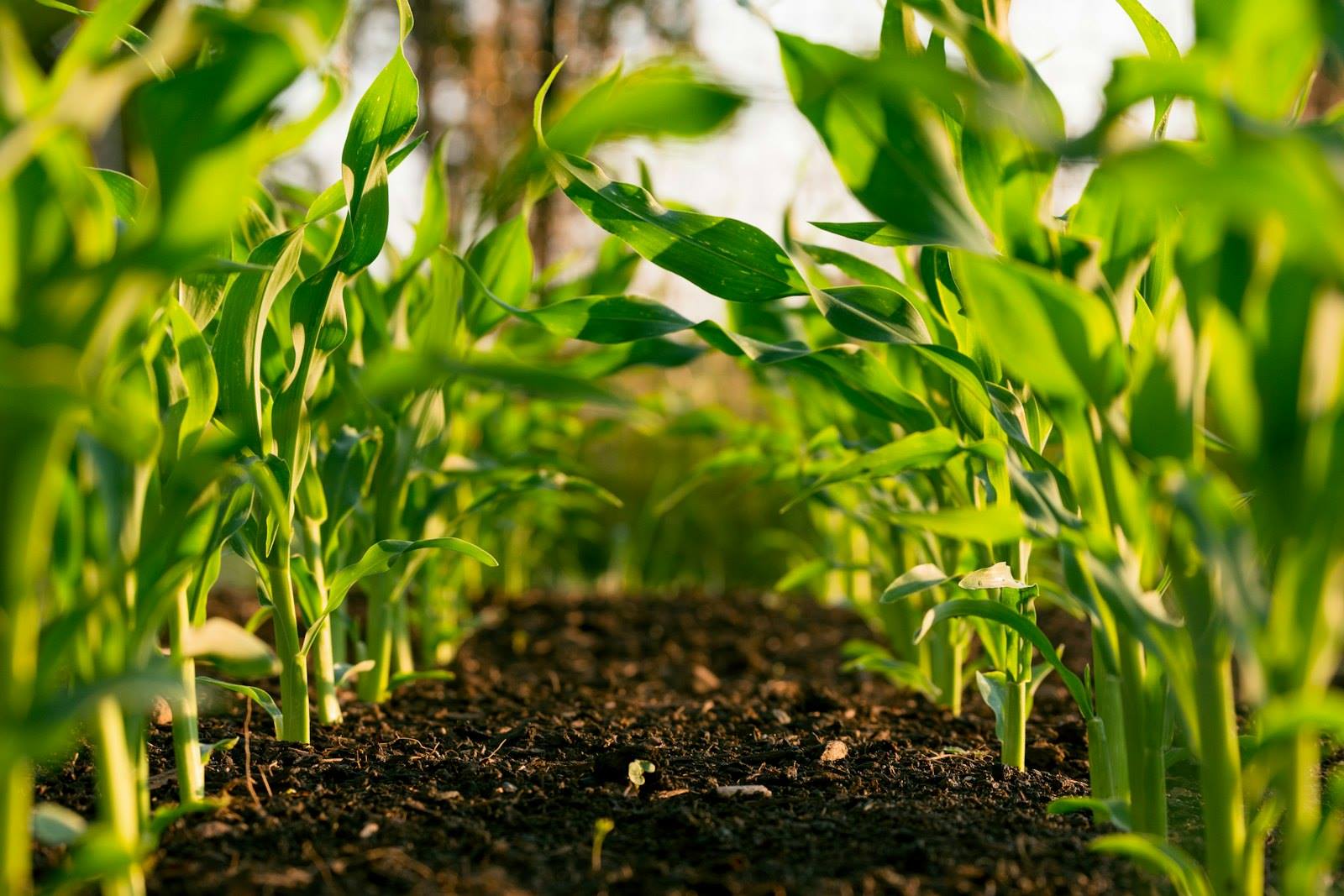 Advice that starts with the crop, not the catalog.
